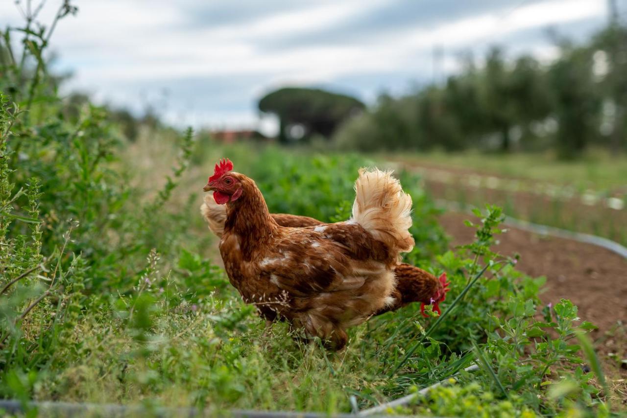 Agriturismo La Banchella 斯卡尔利诺 外观 照片